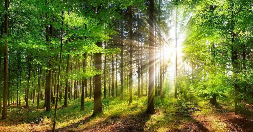 foret
